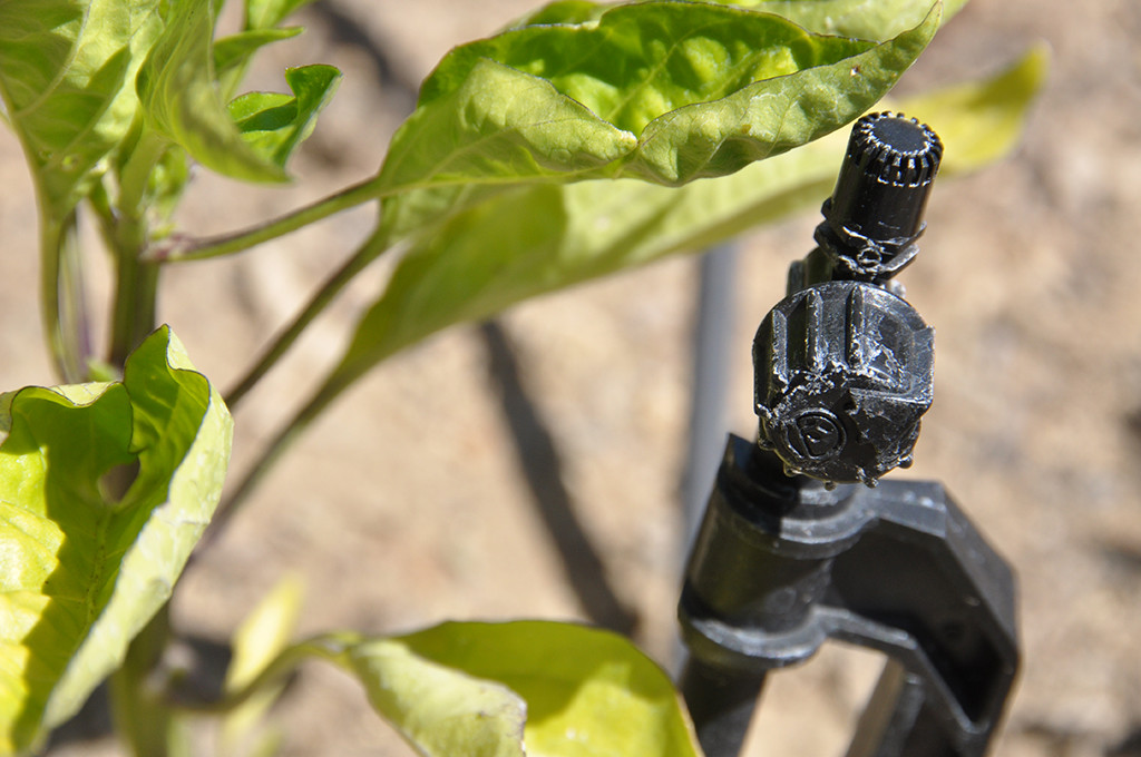 Being Water Efficient with Your Yard Drip Irrigation Close Up 1024x680